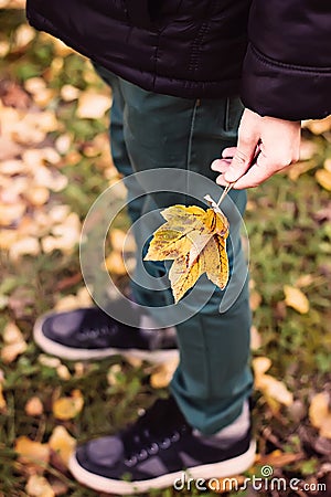 Leaves in children hand Stock Photo