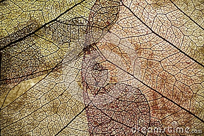 Leaves close up background. Dry in old leaves with a micro pattern on a light, decorative background. Nature, botany, biology and Stock Photo