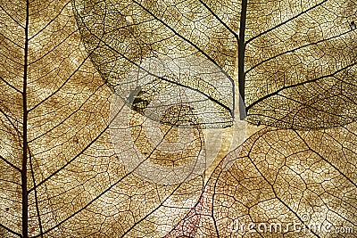 Leaves close up background. Dry in old leaves with a micro pattern on a light, decorative background. Nature, botany, biology and Stock Photo