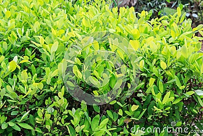 Leaves of coca plant Stock Photo