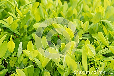 Leaves of coca plant Stock Photo