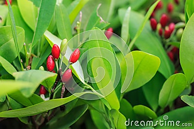 Leaves of coca plant Stock Photo