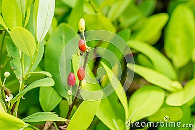 Leaves of coca plant Stock Photo