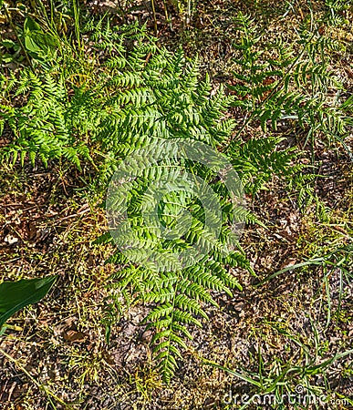 Leaves of the common eagle's foot. Spring forest Stock Photo