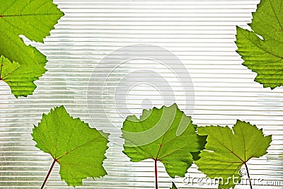 Green leaves on corrugated transparent plastic Stock Photo