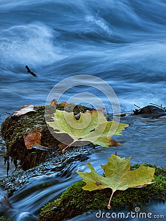 Leaves in the creek Stock Photo