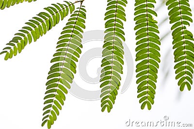 Leaves detail of Acacia of Constantinople tree on natural background Stock Photo