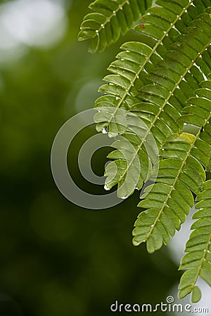 Leaves detail of Acacia of Constantinople tree on natural background Stock Photo