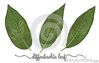 Leaves of diffenbachia elements set. Botany hand drawn graphic i Vector Illustration