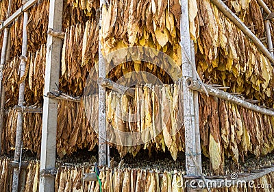 Leaves of dried tobacco. Stock Photo