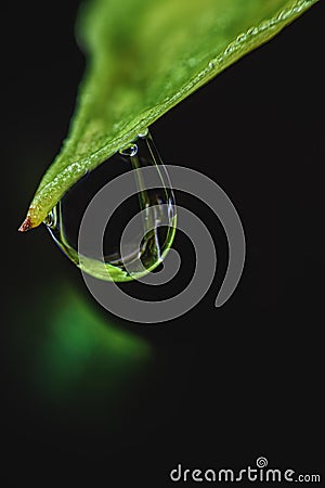 Leaves with drops of water falling from natural phenomena that occur in the morning and after rain Stock Photo