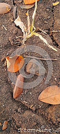 leaves and dryness Stock Photo