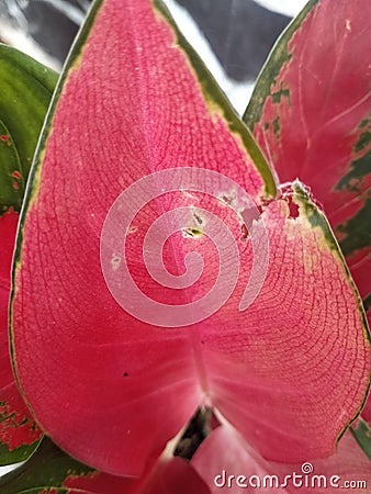 leaves eaten by caterpillars Stock Photo