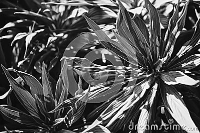 Leaves of Pride of Madeira in black and white Stock Photo