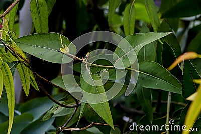 Leaves of a eucalyptus tree in summer, Eucalyptus Stock Photo