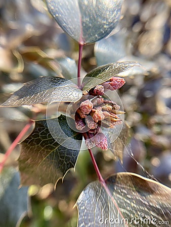 Leaves of the evergreen bush Mahonia, close-up photo Stock Photo