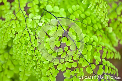 Leaves of an evergreen maidenhair, Adiantum venustum Stock Photo