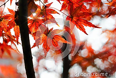 Leaves of Fall Stock Photo