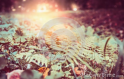 Leaves of fern autumn forest, bokeh, place for text Stock Photo