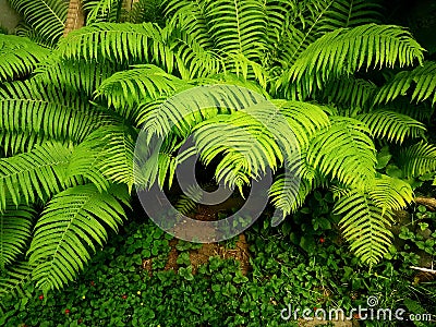 Leaves fern Stock Photo