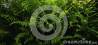 Leaves ferns, abstract green texture, nature background Stock Photo