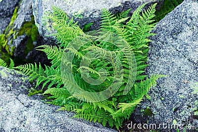 The leaves of ferns Polypodiophyta Stock Photo