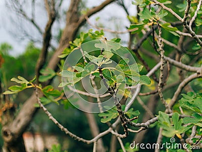 The leaves on the fig tree Stock Photo