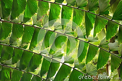 Leaves of a fishtail palm form an ornamental pattern Stock Photo