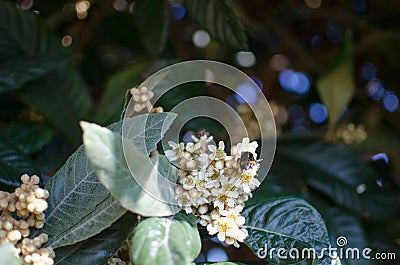 Leaves and flowers of nespolo giapponese Eriobotrya japonica Stock Photo