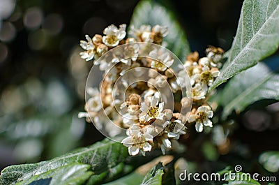 Leaves and flowers of nespolo giapponese Eriobotrya japonica Stock Photo