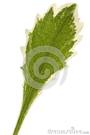 Leaves of the flowers of robe, lat. Arabis, isolated on white background Stock Photo