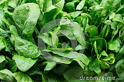Leaves of fresh spinach Stock Photo