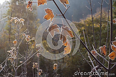 Leaves Stock Photo