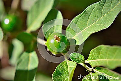 Leaves and fruit growing from Solanum pseudocapsicum Stock Photo