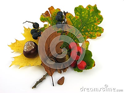 Leaves and fruits of autumn Stock Photo