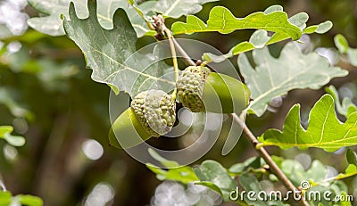 Leaves and fruits of Common Oak, Quercus robur Stock Photo