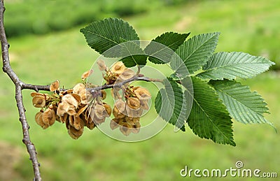 Leaves and fruits of the field elm Stock Photo