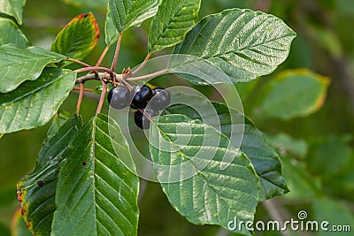 Leaves and fruits of the medicinal shrub Frangula alnus, Rhamnus frangula with poisonous black and red berries closeup Stock Photo