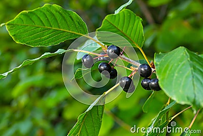 Leaves and fruits of the medicinal shrub Frangula alnus, Rhamnus frangula with poisonous black and red berries closeup Stock Photo