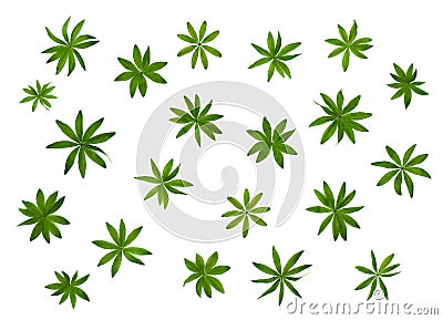 Leaves Galium odoratum, sweetscented bedstraw, Common names: woodruff, sweet woodruff, and wild baby`s breath Stock Photo