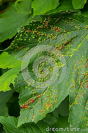 Leaves with gall mite Eriophyes tiliae. A close-up photograph of a leaf affected by galls of Eriophyes tiliae Stock Photo