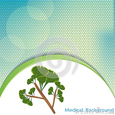 Leaves of ginkgo biloba. Vector, eps10 Vector Illustration