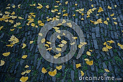 The leaves of the ginkgo tree drift down Stock Photo