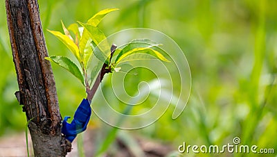 Leaves on a grafted branch of a fruit tree Stock Photo