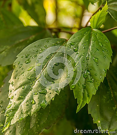 Leaves Stock Photo