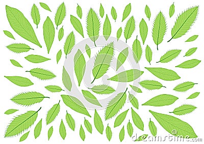 Leaves Green pattern on white background Cartoon Illustration