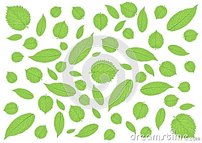 Leaves Green pattern on white background Cartoon Illustration