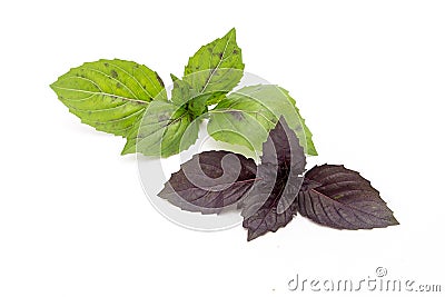The leaves of green and purpl Basil on a white background Stock Photo
