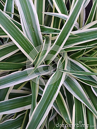 Leaves, green texture, leaves background, abstraction nature Stock Photo