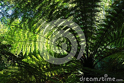 Leaves of tree fern, New Zealand Stock Photo